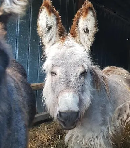 Prázdninový dům Koemhuus